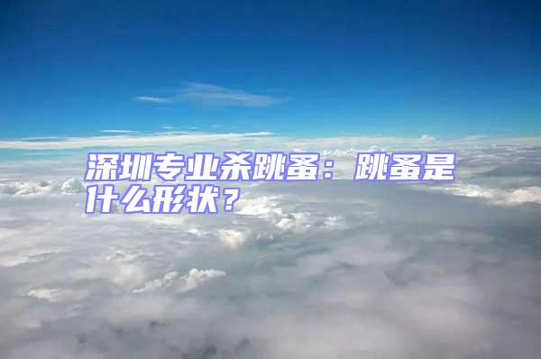 深圳專業(yè)殺跳蚤：跳蚤是什么形狀？