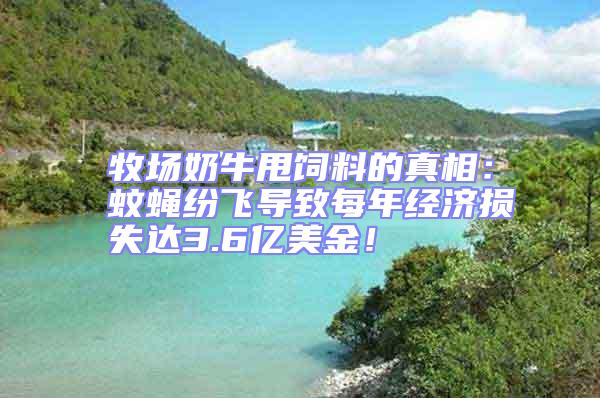 牧場奶牛甩飼料的真相：蚊蠅紛飛導(dǎo)致每年經(jīng)濟(jì)損失達(dá)3.6億美金！