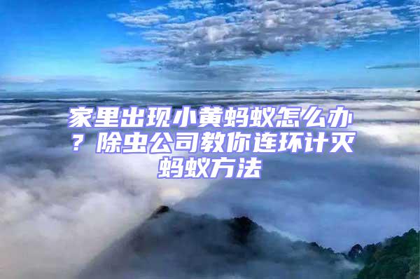 家里出現(xiàn)小黃螞蟻怎么辦？除蟲公司教你連環(huán)計(jì)滅螞蟻方法