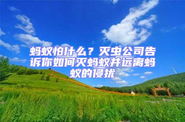 螞蟻怕什么？滅蟲公司告訴你如何滅螞蟻并遠(yuǎn)離螞蟻的侵?jǐn)_