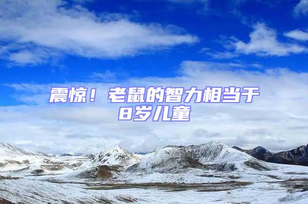 震驚！老鼠的智力相當(dāng)于8歲兒童