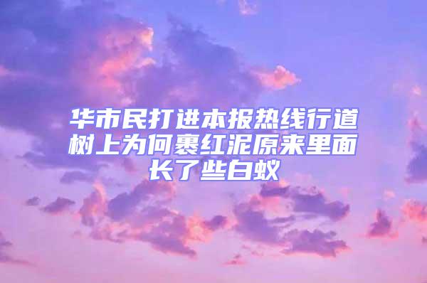 華市民打進本報熱線行道樹上為何裹紅泥原來里面長了些白蟻