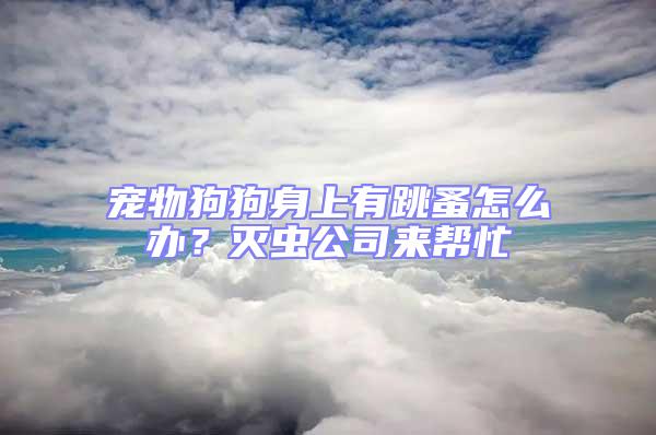 寵物狗狗身上有跳蚤怎么辦？滅蟲公司來幫忙