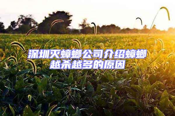 深圳滅蟑螂公司介紹蟑螂越殺越多的原因