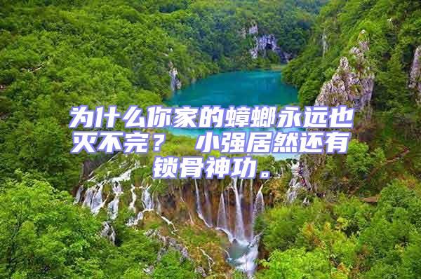 為什么你家的蟑螂永遠也滅不完？ 小強居然還有鎖骨神功。