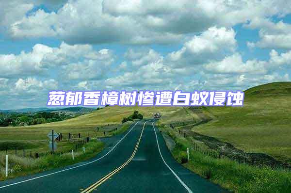 蔥郁香樟樹慘遭白蟻侵蝕