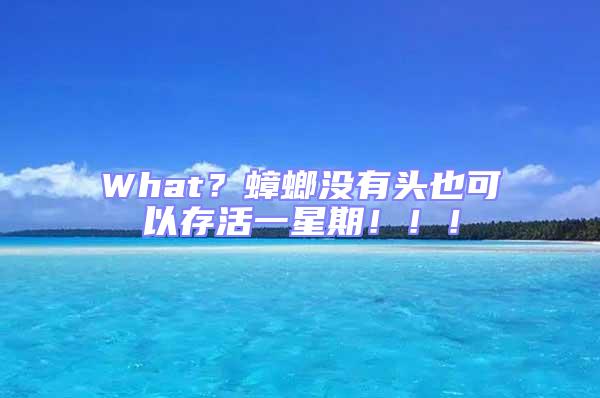 What？蟑螂沒有頭也可以存活一星期?。?！