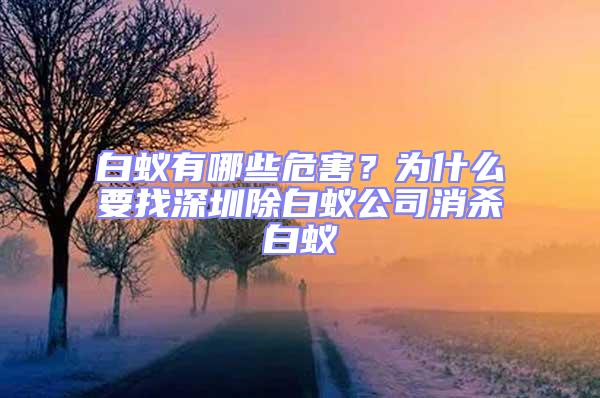 白蟻有哪些危害？為什么要找深圳除白蟻公司消殺白蟻