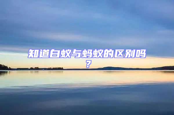 知道白蟻與螞蟻的區(qū)別嗎？