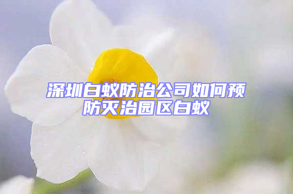 深圳白蟻防治公司如何預(yù)防滅治園區(qū)白蟻