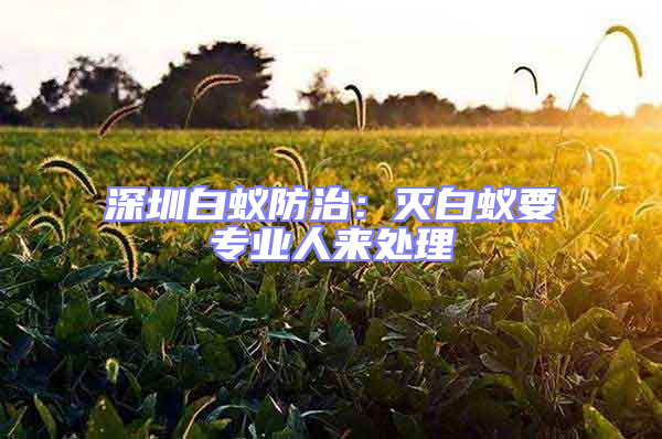 深圳白蟻防治：滅白蟻要專業(yè)人來處理