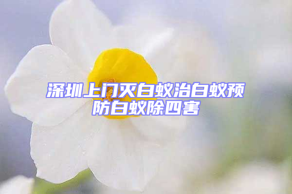 深圳上門(mén)滅白蟻治白蟻預(yù)防白蟻除四害